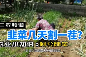 韭菜多少天割一茬比较好？农村种韭菜的小知识，一起了解下视频封面