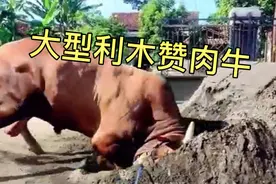 2300斤大型利木赞公牛，血统纯正又强壮，牛主人说：不卖！