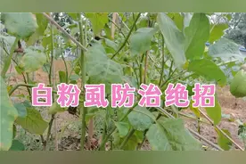 茄子辣椒黄瓜发生白粉虱不要着急，用上这个小妙招，效果神奇视频封面