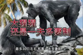 大猩猩是一夫多妻制视频封面