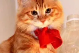 家里进猫是吉还是凶，为什么老家有“猫来穷狗来富”之说呢视频封面