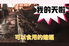 你敢信吗！这些都是可以食用的动物