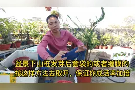 盆景下山桩套袋缠膜用这个方法，保证你成活率加倍视频封面