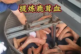 长春市双阳区鹿乡镇，提炼鹿茸血，多数的人不知道是咋提炼的