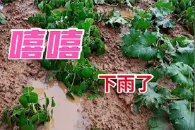 终于下雨了，看河北武安乡下的农家院和菜园子，真是久旱逢甘霖