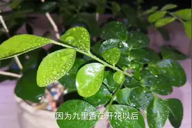 家里为什么不能种九里香？视频封面