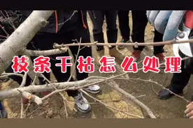 果树枝条干枯该怎么处理视频封面