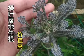 农村老瓦房上多见植物“棒叶不死鸟”，不但名字霸气，价值也高