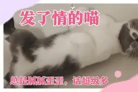 发了情的明明喵，整天对人变得腻腻歪歪，话多又磨人视频封面