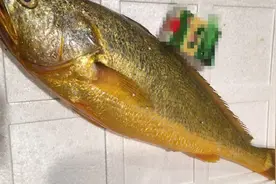 2022年，浙江宁波渔民一网捕获4900斤大黄鱼卖了957万，一夜暴富视频封面