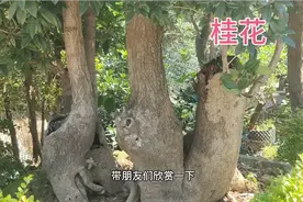 常见的桂花有金桂银桂丹桂四季桂，你知道那种最耐寒，适合北方吗视频封面