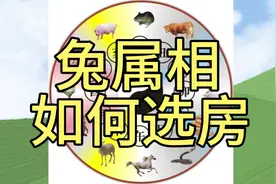 兔属相人员，如何选房。视频封面