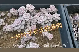 一片叶子长大的多肉植物，多肉叶插苗长得慢，从小养大有成就感视频封面