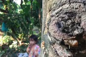 树木生病了，看小哥如何将树里面的虫子挑出来