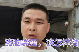 猪脑袋歪向一侧，该怎样治疗？视频封面