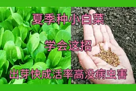 夏季种小白菜，学会这招，小白菜三天出芽没病虫害，长势快不黄叶视频封面