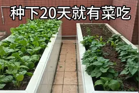 地瓜叶好吃又好种，不易长虫，这样种20天就有菜吃视频封面