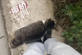 猫咪为什么会抖尾巴？一边撒娇，一边吵架，小猫太搞笑了！