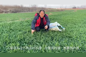 小麦还没有成熟呢，爸爸就开始割小麦，为啥呢，听听他怎么说视频封面