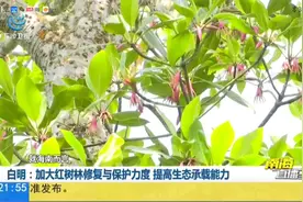 海南为何保护红树林与怎样保护红树林视频封面
