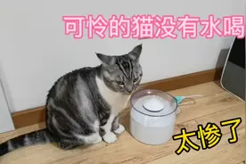 小猫咪生病了，肠胃炎3天瘦了1斤，还没有水喝，太可怜了视频封面