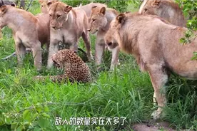 花豹被十二头狮子围攻，吓的瘫软在地，这真是死不瞑目视频封面