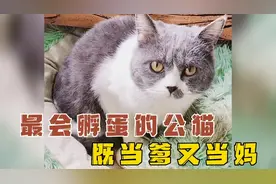 全网最会孵蛋的公猫，成功孵出七只小鸡，自己既当爹又当妈！