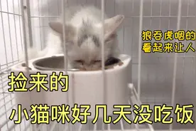 捡来的流浪小猫好几天没吃饭了，看到吃的狼吞虎咽，真让人心疼！视频封面