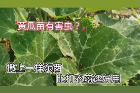 黄瓜苗如何防虫害？只需要撒上一样东西，不用打农药也能防害虫视频封面