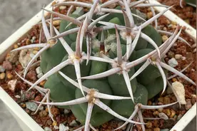 碧岩玉配土和上盆记录