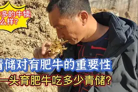 一头育肥牛吃多少青储？看看9000多的牛犊怎么样？视频封面