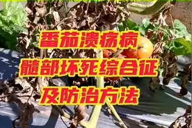 番茄溃疡病、髓部坏死综合表现及防治方法！