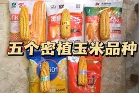 五个密植玉米品种，农民朋友更喜欢哪个？抗倒伏亩产可超2000斤。视频封面