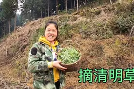 小曾上山采清明草做清明粑，色泽金黄软糯香甜，被老罗不停的调戏视频封面