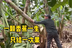 一颗香蕉的一生，只结一次果，采摘之后香蕉树就没用了视频封面