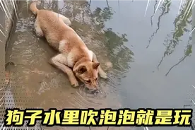 让人哭笑不得的萌宠，狗子水里吹泡泡，像不像小时候的你视频封面