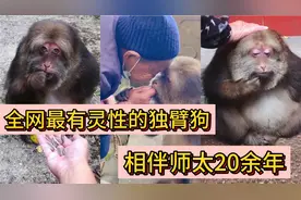 最有灵性的独臂猴，被师太救下后，相伴人类20余载，性格温顺亲人视频封面