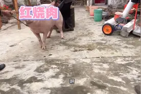 时间紧任务重，不挣钱，为了乡亲们能吃精品猪肉视频封面