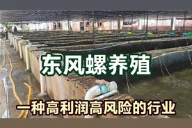 东风螺养殖高利润高风险，当年湛江老板亏到负债，现在又开始暴赚视频封面
