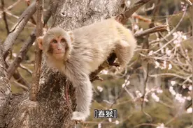 属猴的人四季出生的性格特点视频封面