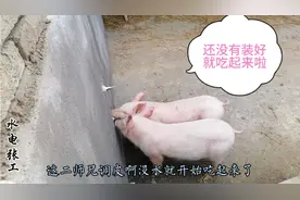 养猪栏水嘴安装过程，水电工还没装好，二师兄就迫不及待吃上啦！