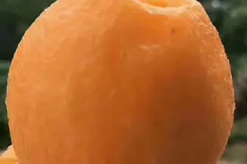 为农民说话做事，不需要任何理由！