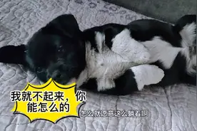 狗狗：我就愿意这么躺的，别打扰我睡觉💤真是气人。视频封面