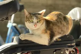 为什么有些流浪猫养着养着就不见了？公猫和母猫一对比你就知道了