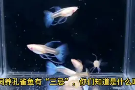 饲养孔雀鱼有“三大禁忌”，新手朋友不要再犯这三个错误视频封面