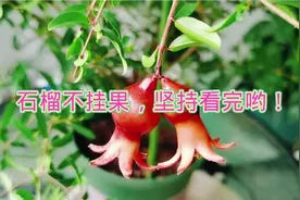 盆栽石榴不开花，开花又不挂果，分别该怎么解决？学习了视频封面