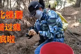 东北小坤：带媳妇上山采蘑菇，惊喜不断，有时候快乐很简单视频封面