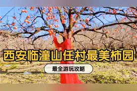 西安周边一日游，西安临潼山任村最美柿子园游玩最全攻略