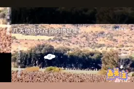 在国外野鸽子泛滥之灾，农民用鱼网坐一个神器下一秒…视频封面