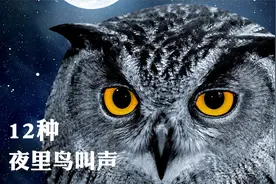 12种夜里叫的鸟叫声，灰林鸮叫声最恐怖，揭开它们的真面目